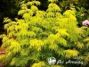 Šeivamedis juodauogis  'Golden Tower' (lot. Sambucus nigra)